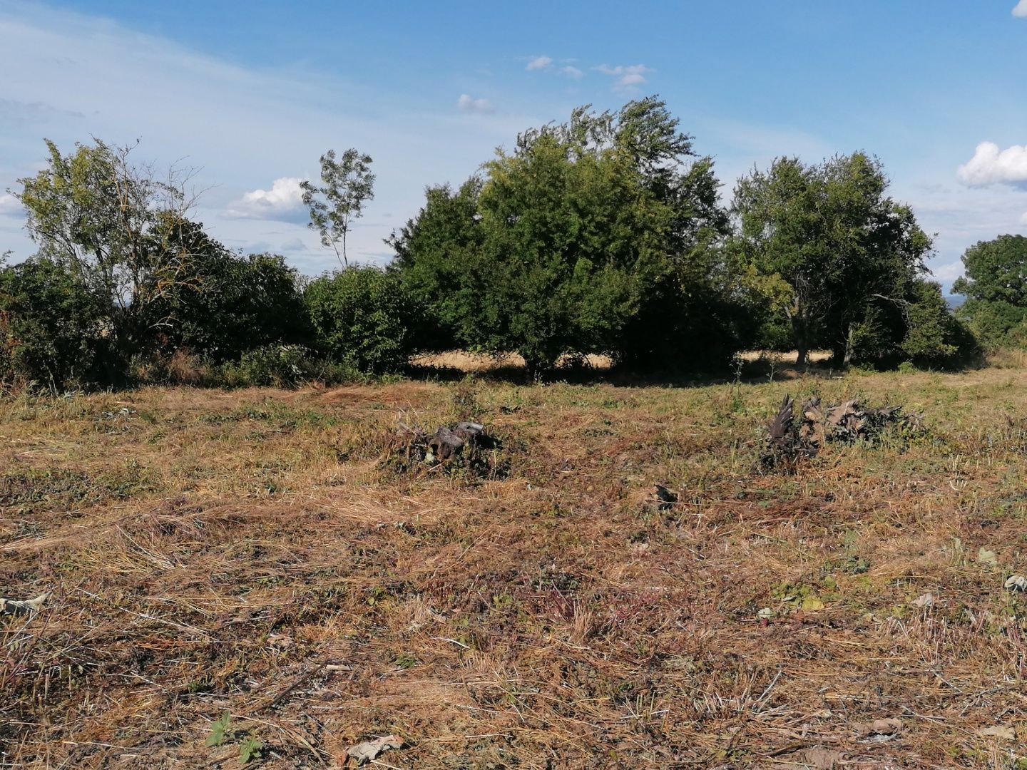 Na predaj stavebný pozemok v obci Borovce