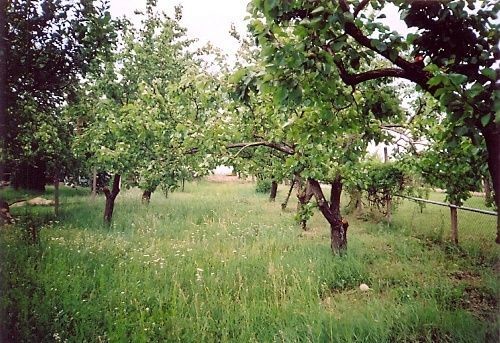 Na predaj ovocný sad - záhrada, Nové Mesto nad Váhom